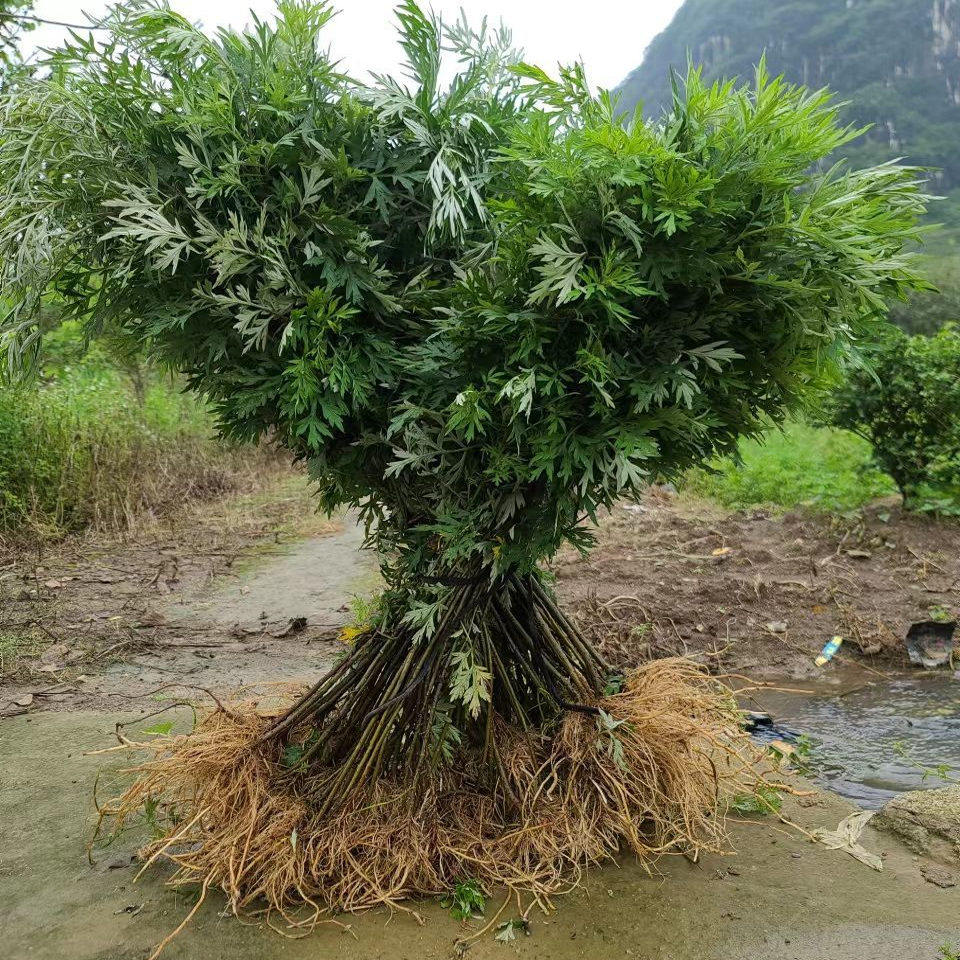新鲜艾草食用艾叶野菜青团糍粑粑清明果嫩艾叶艾蒿艾米果现摘