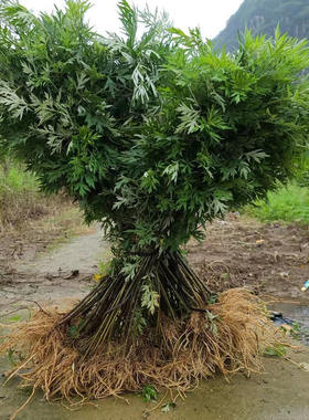 新鲜艾草食用艾叶野菜青团糍粑粑清明果嫩艾叶艾蒿艾米果现摘