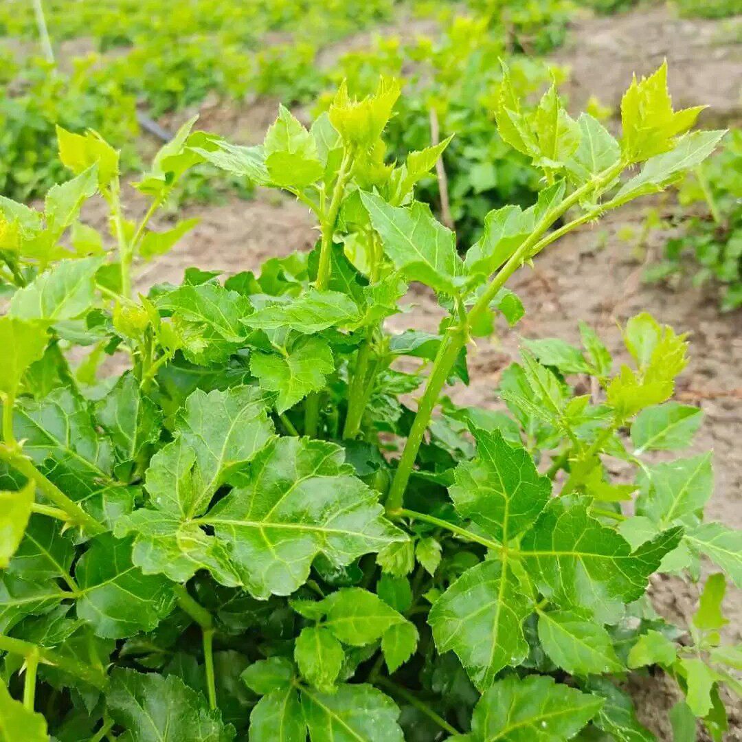 苦刺菜新鲜簕菜苦刺10cm长心刺三加现发野菜白簕鲜三加皮叶食用
