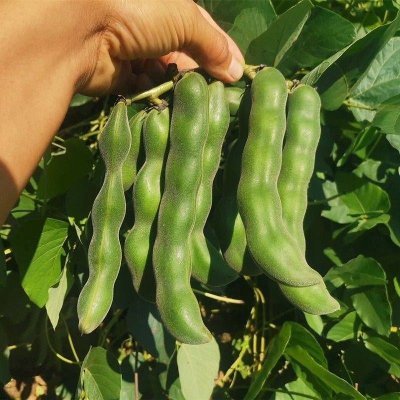 广西现摘龙爪豆狗爪豆新鲜自种