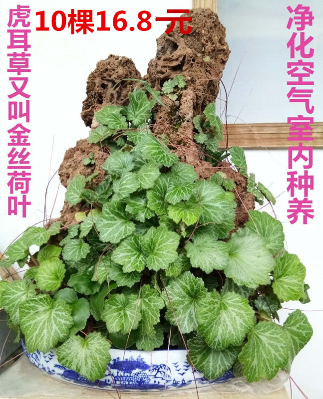 25棵虎耳草金线吊芙蓉老虎耳金丝荷叶石荷叶假山小盆栽绿植虎尔草