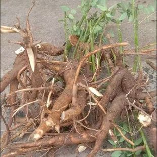 新鲜苦参现挖地槐条山槐根好汉枝苦豆子苦骨根皮肤妇科瘙痒洗浴