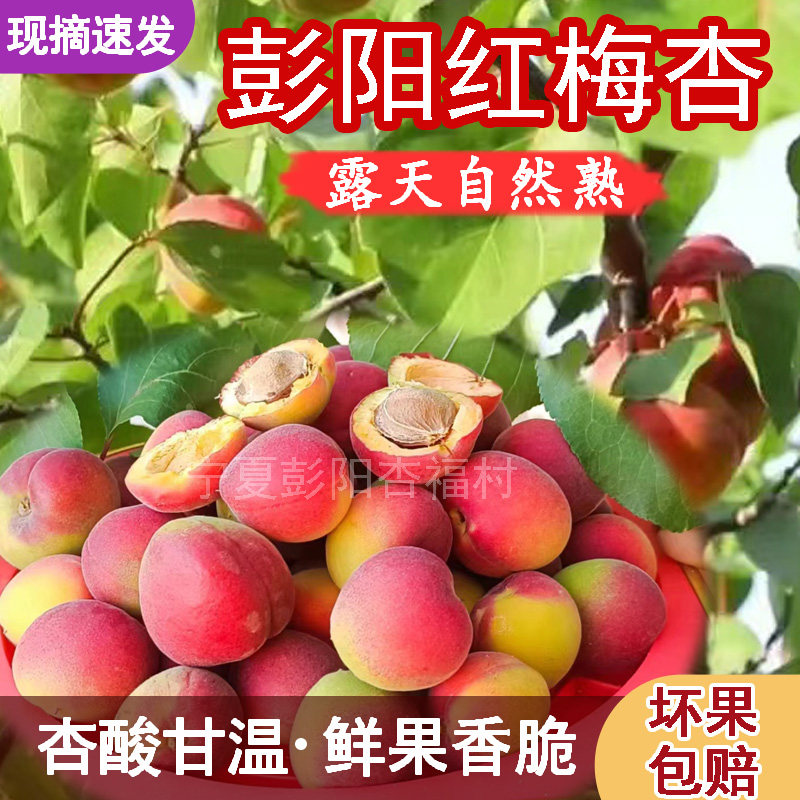 宁夏彭阳红梅杏自然熟现摘空运