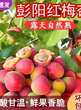 宁夏彭阳红梅杏自然熟现摘空运