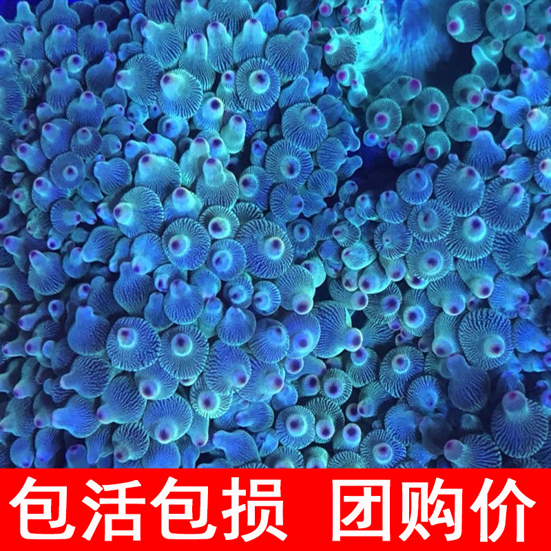 nipple Sea anemone Saltwater fish living thing Coral Fluorescent Green carpet princess Clownfish Symbioticin the Pet/Pet food and supplies , Aqua World , Fish  category - from Buy2taobao.com to provide professional Taobao agent buy service