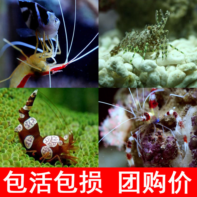 Doctors shrimp Seawater living thing clean sheep sexy Beauty shrimp Mint Fire Shrimp Clownfishin the Pet/Pet food and supplies , Aqua World , Fish  category - from Buy2taobao.com to provide professional Taobao agent buy service