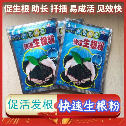 富贵竹快生根扦插移栽水养生根粉
