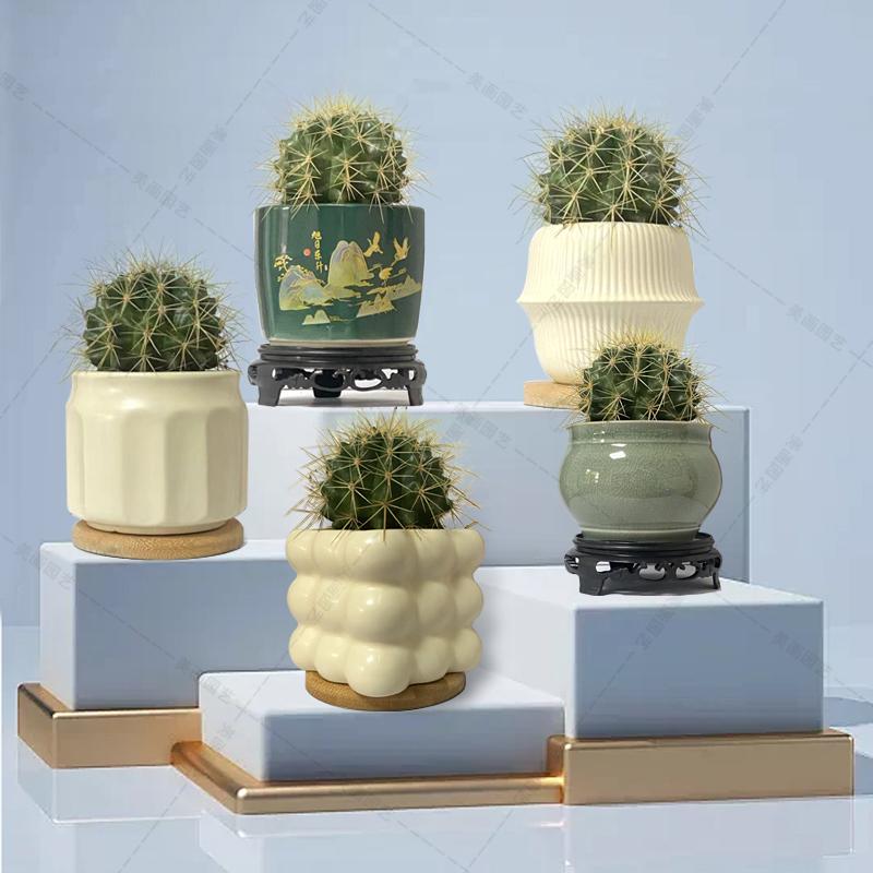 仙人球仙人掌盆栽办公室内防辐射绿植物桌面高端多肉开花摆件金虎