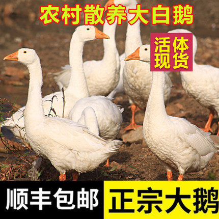 成年8斤大白鹅活鹅三花鹅大白鹅四季鹅下蛋鹅宠物鹅活鹅成年种鹅