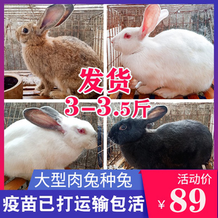 巨型肉兔活体比利时兔子大型新西兰白兔兔子活物种兔公母可繁殖