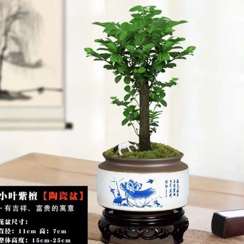 盆栽古茶黑室内苔藓桌面绿植小叶造型盆景