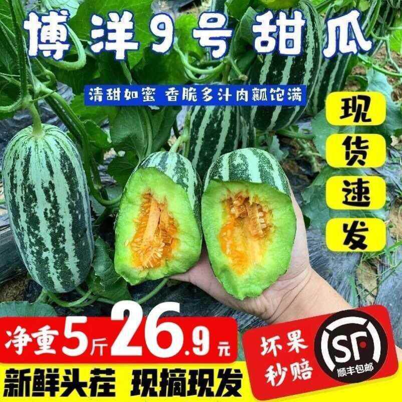 博洋9号甜瓜新鲜水果净重5斤九号香瓜蜜瓜现摘山东羊角蜜顺丰包邮