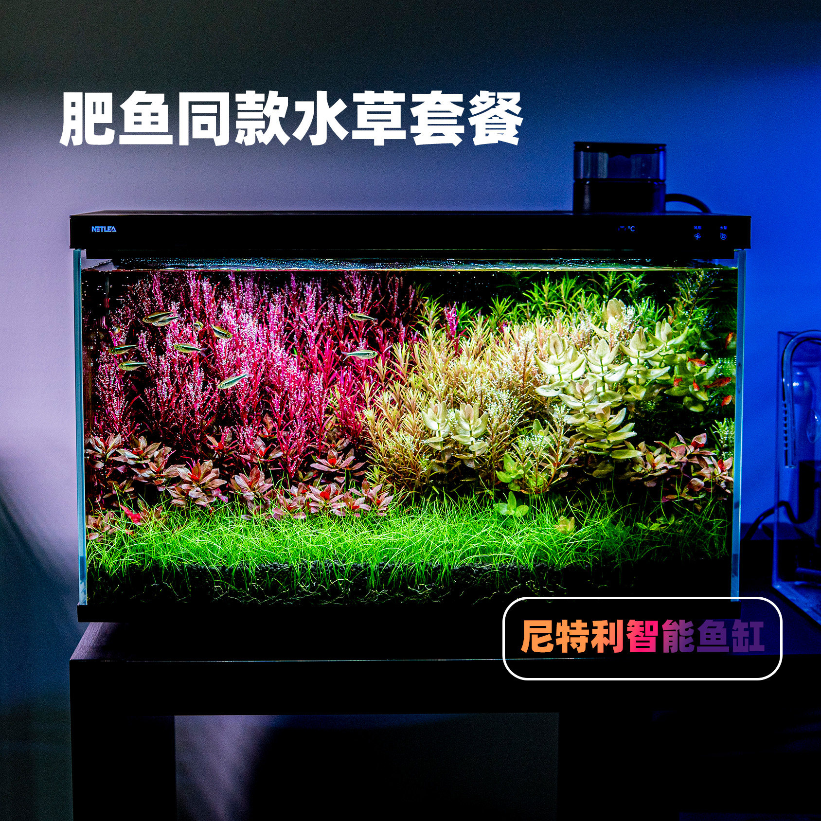 【肥鱼造景 同款水草】高品质无菌杯省心链接到手即开缸全程指导