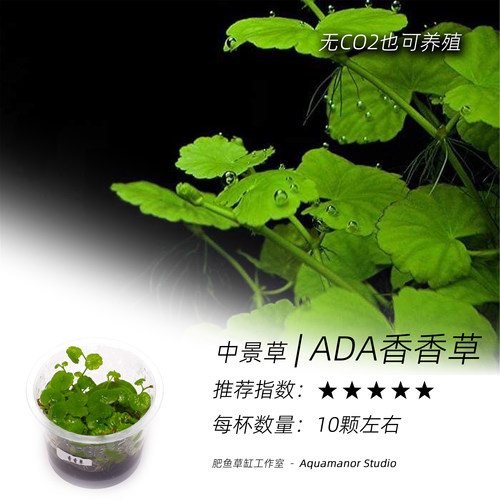 ADA香香草无菌杯水中黄金好养耐活需CO2无藻无螺成景快