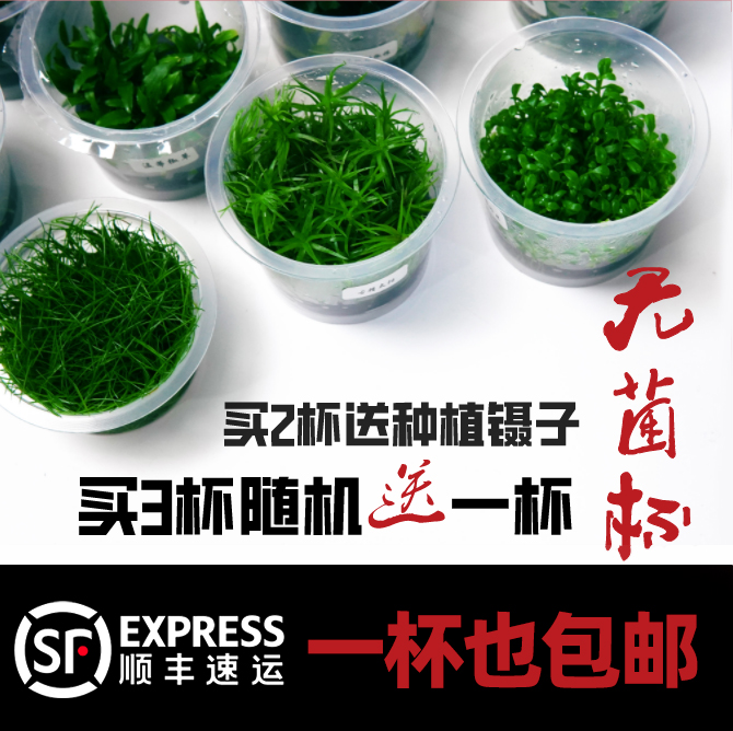 鱼缸水草莫斯无菌杯前景迷你牛毛日本矮珍珠椒草挖耳小水榕血心兰