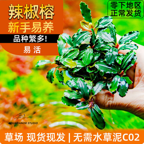 [肥鱼]水榕类-水草阴性草