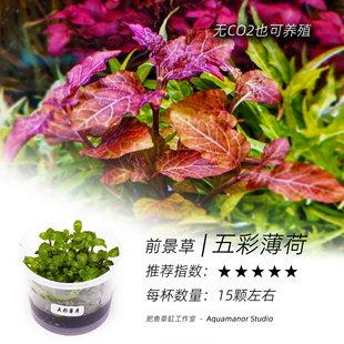 五彩薄荷无菌杯水中黄金好养耐活需CO2无藻无螺成景快