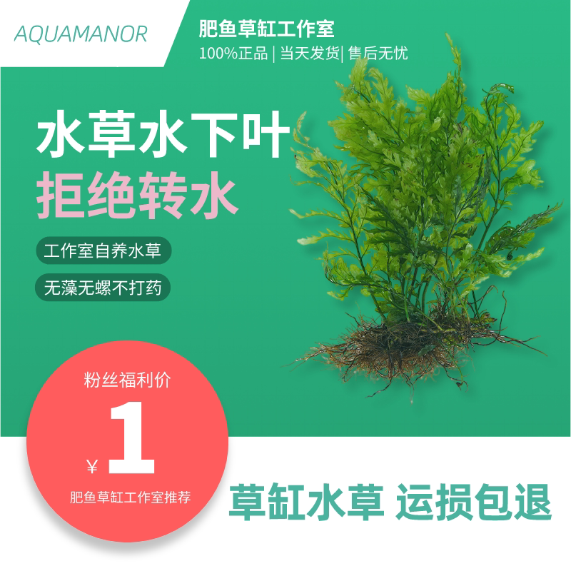 阴性草水草素材模板 阴性草水草图片下载 小麦优选 阴性草水草素材模板 阴性草水草图片下载 小麦优选