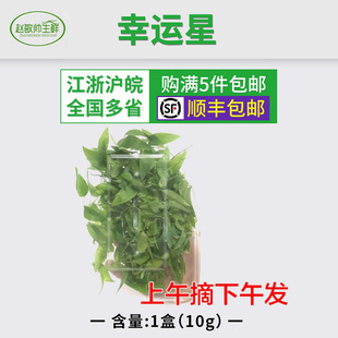 新鲜幸运星 盒装 10g 5盒包邮 腾树苗 阔叶舞竹 幸运草 酒店摆盘