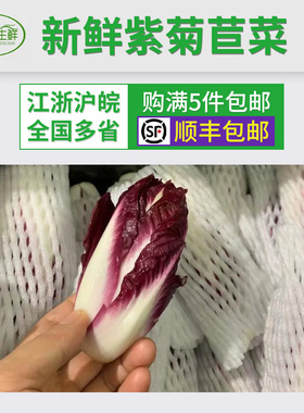 新鲜紫菊苣菜 紫玉兰菜 比利时芽球 chicory  西餐沙拉生菜500g