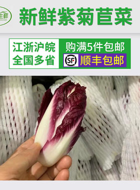 敏帅新鲜紫玉兰菜新品