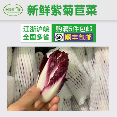 敏帅新鲜紫玉兰菜新品