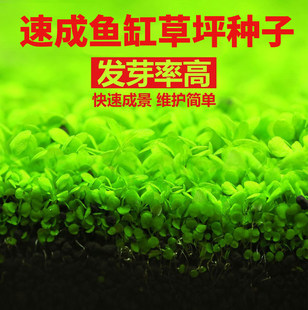 水草鱼缸爬地矮珍珠种子草籽鱼缸造景懒人养鱼净化水质牛毛草
