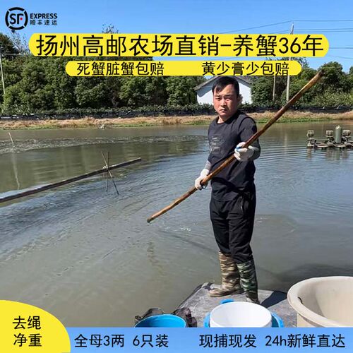 高邮湖精品大闸蟹自产自销不含绳