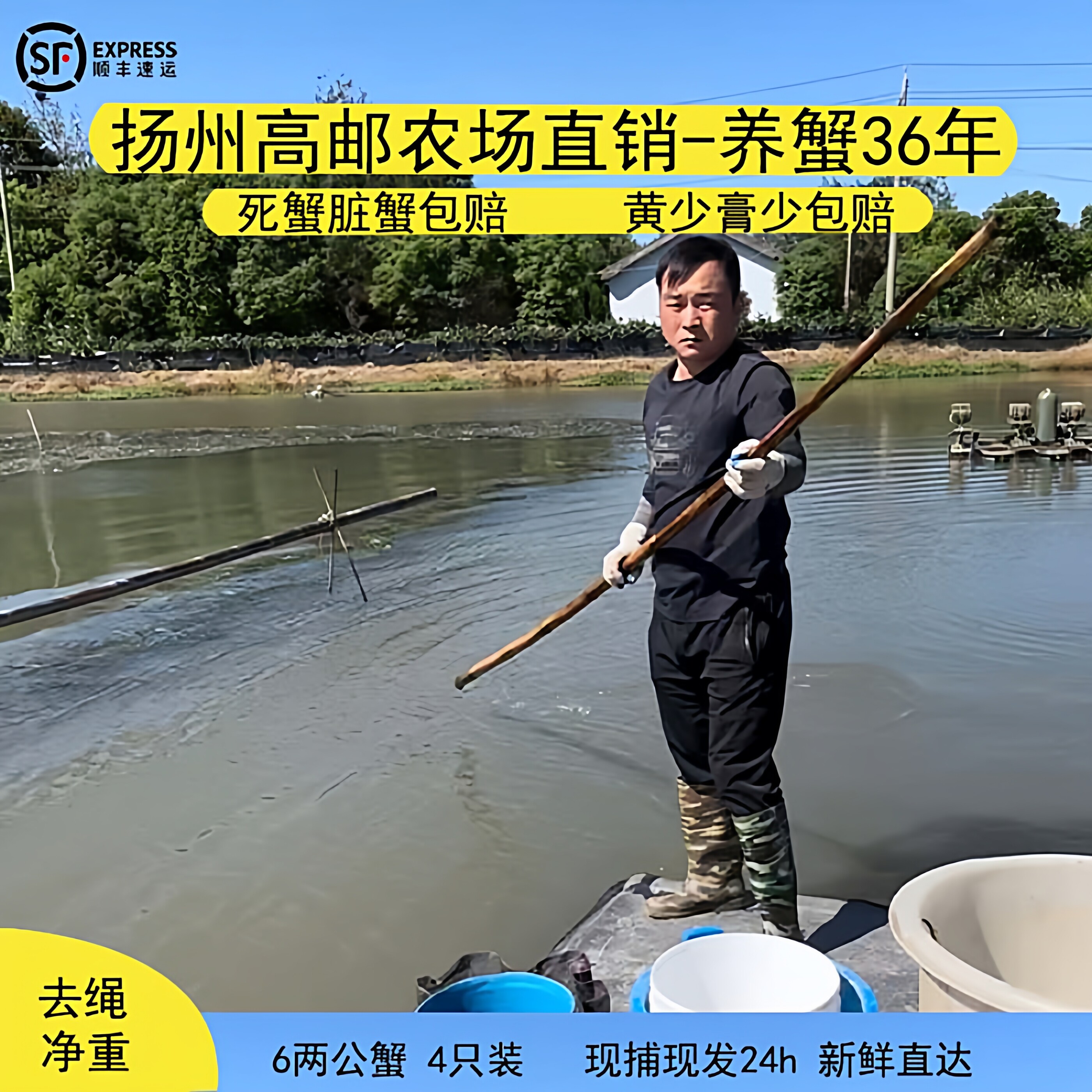 高邮湖大闸蟹自产自销去绳净重