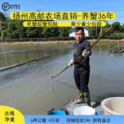 高邮湖大闸蟹鲜活特大螃蟹大公蟹6两4只装蟹农自产自销