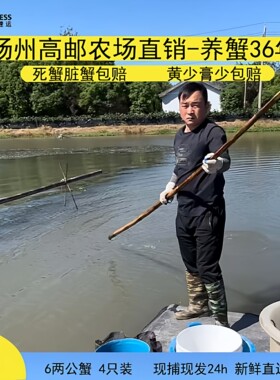 高邮湖大闸蟹自产自销去绳净重