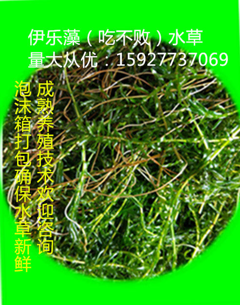 湖北洪湖养殖虾蟹水草新鲜草活体吃不败伊乐藻水草环保用草20斤