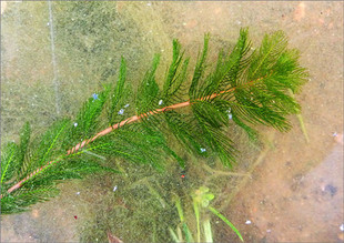 穗花狐尾藻 牛头尾环境生态工程水族园林水草 沉水植物4斤包邮