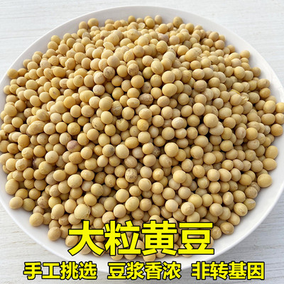 农家大粒黄豆非转基因打豆浆豆芽