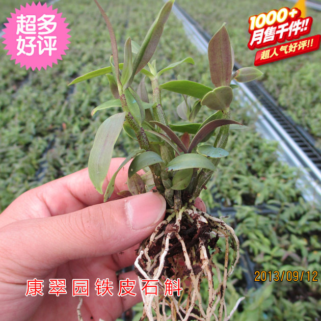 霍山石斛红杆软脚铁皮石斛苗驯化苗盆栽苗组培苗枫斗苗