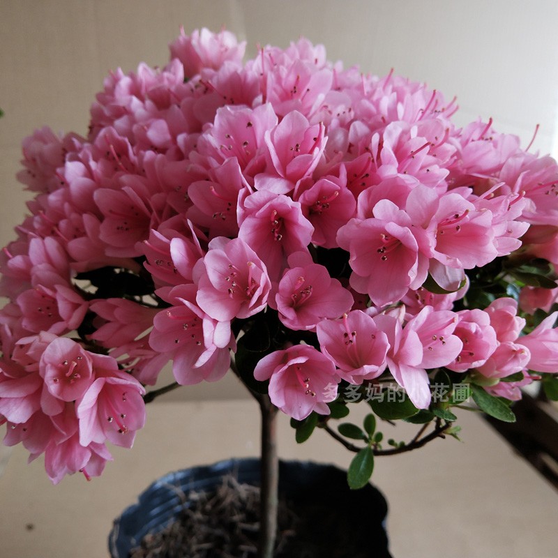 腊皮粉妆楼丹东杜鹃花 粉腊皮好养易活耐寒耐热杜鹃 庭院盆景盆栽