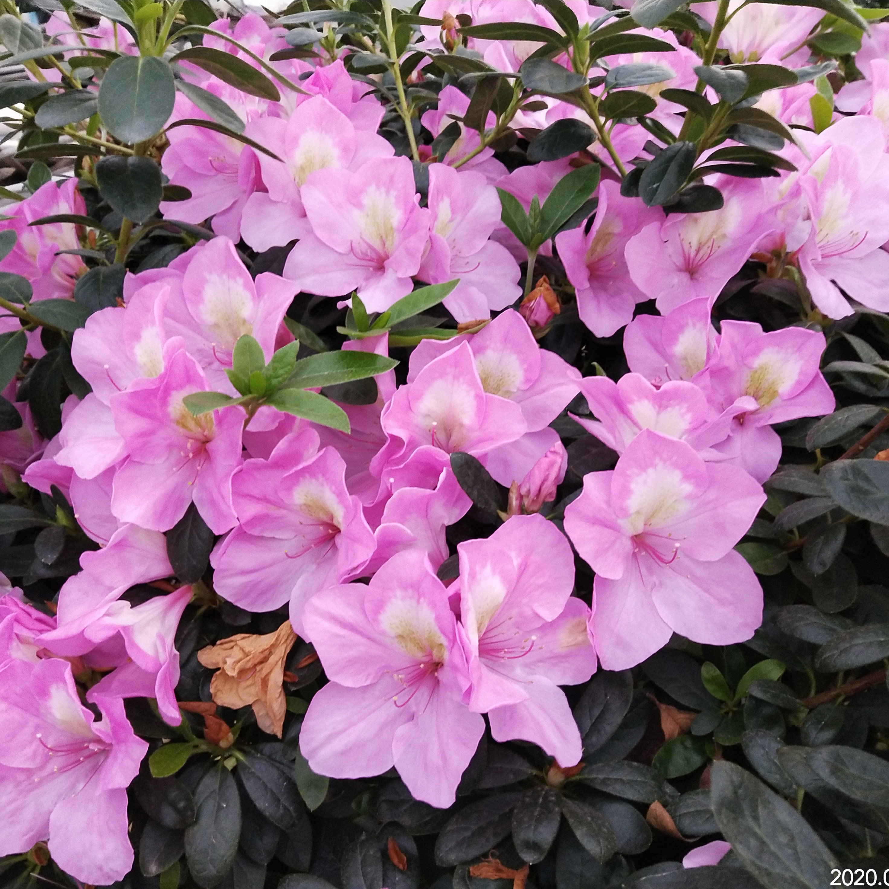 御代之荣久留米 东鹃新品稀有品种 大花粉色单瓣重瓣西洋东洋杜鹃