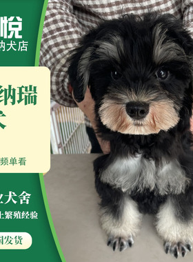 纯种雪纳瑞幼犬黑银椒盐色白色飞耳米奇耳茶杯犬迷你小型宠物狗狗