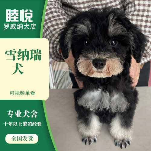 雪纳瑞犬黑银椒盐茶杯犬小型