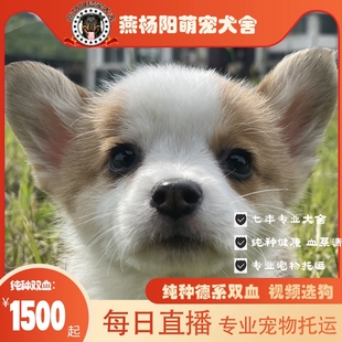 家养威尔士纯种柯基犬双色三色小短腿活体幼犬宠物狗狗幼崽犬舍