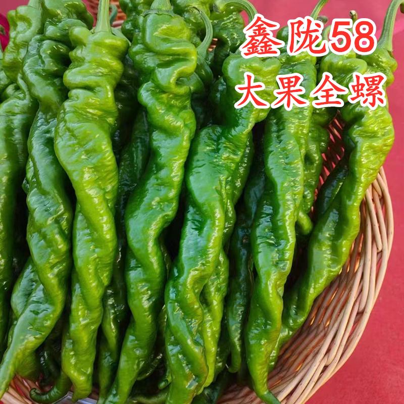 全螺螺丝椒耐寒越冬高产特大