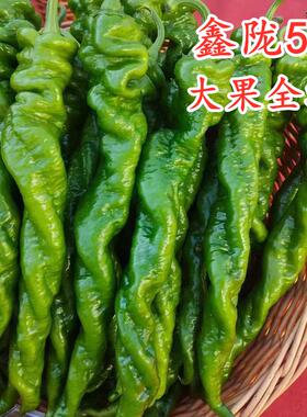 大果全螺旋螺丝椒种子辣椒苗薄皮顺直辣味浓辣椒种籽尖椒四季蔬菜