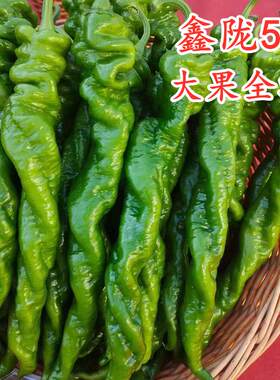 全螺螺丝椒耐寒越冬高产特大