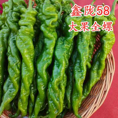 全螺螺丝椒耐寒越冬高产特大