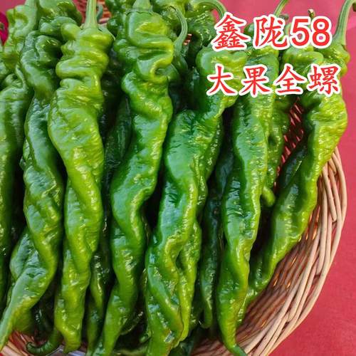 全螺螺丝椒耐寒越冬高产特大