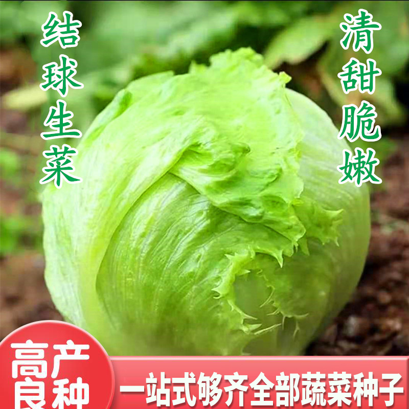 结球生菜种子意大利接球生菜种籽早熟高产汉堡生菜蔬菜抗病包邮