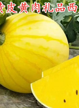 黄皮西瓜种子特色黄皮黄瓤黄肉礼品西瓜种籽早熟甜度高福祺朝阳