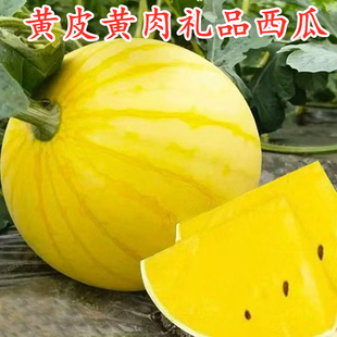 黄皮西瓜种子特色黄皮黄瓤黄肉礼品西瓜种籽早熟甜度高福祺朝阳