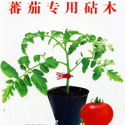 钢木1号番茄砧木种子抗病好根