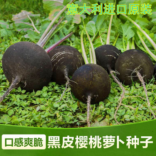 黑皮萝卜种子黑萝卜种籽特色蔬菜高产四季庭院阳台大面积高产包邮